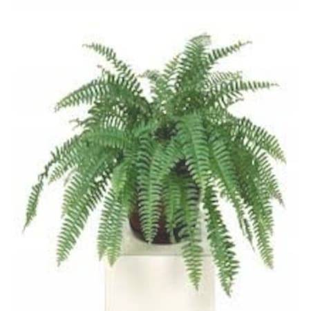 En Güzel Salon Bitkileri 2 En güzel salon bitkileri