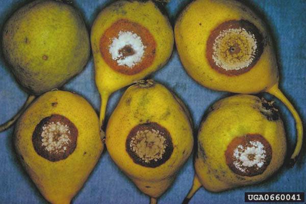 Monilya Hastalığı Mücadelesi 2 Monilya Hastağı