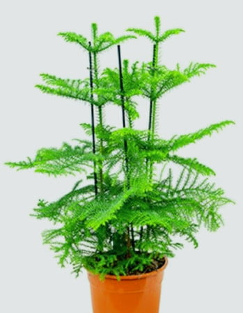 En Güzel Salon Bitkileri 5 En güzel salon bitkileri