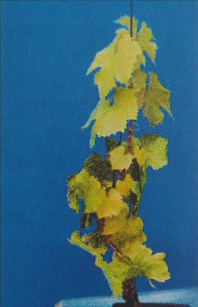 Asmada Azot Noksanlığı