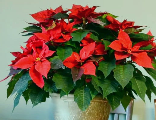 En Güzel Salon Bitkileri 4 En güzel salon bitkileri