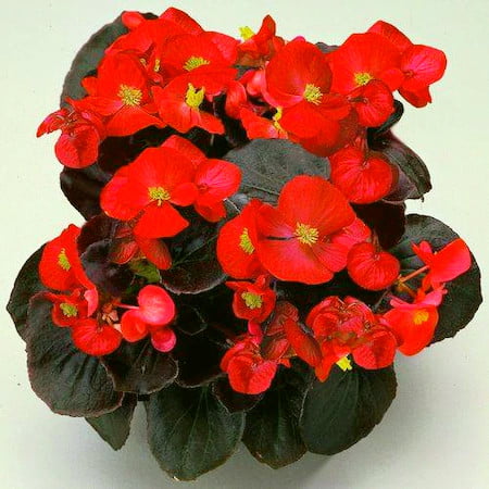 En Güzel Salon Bitkileri 9 En güzel salon bitkileri