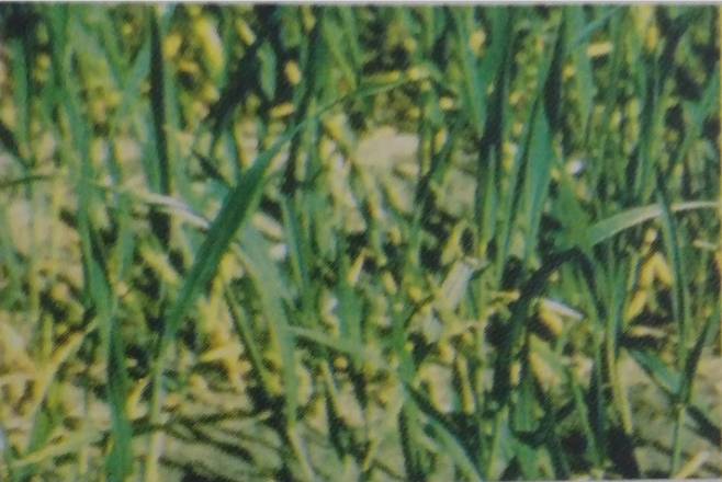 Buğdayda Azot Nokanlığı