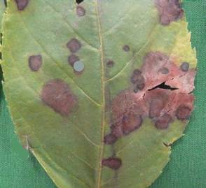 Cevizde Antraknoz Hastalığı Mücadelesi 2 Cevizde Antraknoz hastalığı