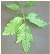 Domateste azot noksanlığı 