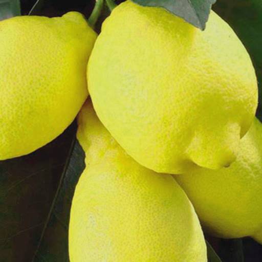 Limon Çeşitleri 2 Limon Çeşitleri