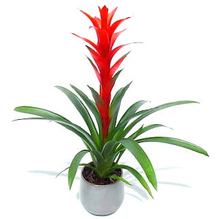 En Güzel Salon Bitkileri 8 En güzel salon bitkileri