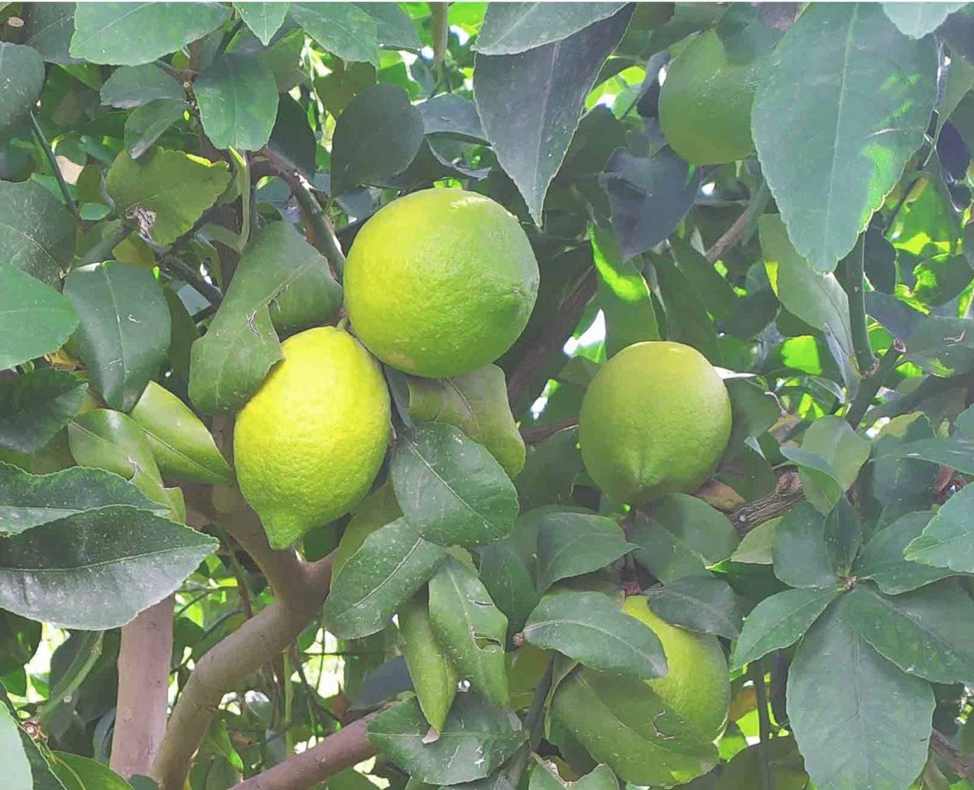 Limon Çeşitleri 5 Limon Çeşitleri