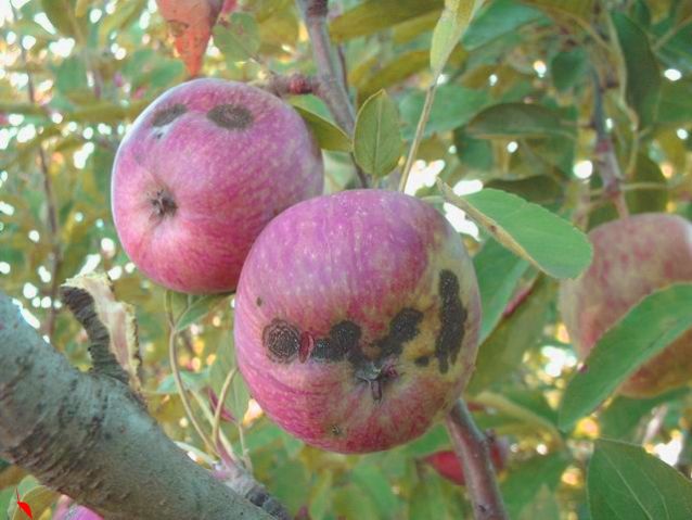 Elma Karaleke Hastalığı