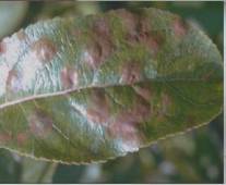 Elma Karaleke Hastalığı