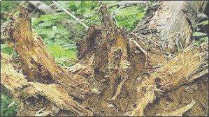 Kök çürüklüğü