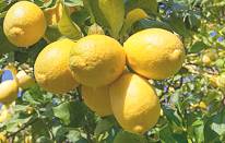 Limon Çeşitleri 8 Limon Çeşitleri