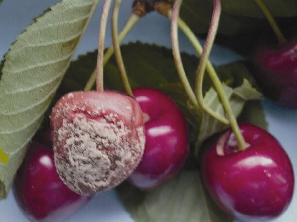 Monilya Hastalığı Mücadelesi 3 Monilya Hastalığı