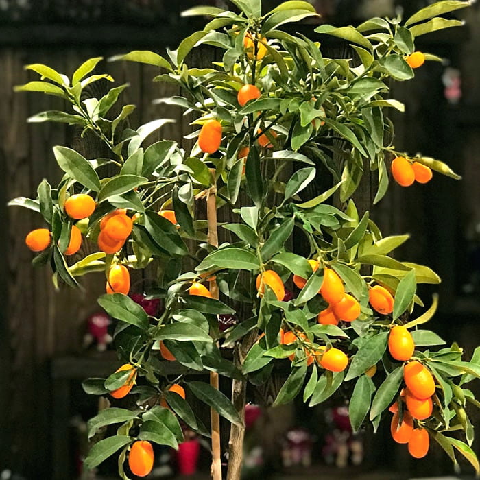 En Güzel Salon Bitkileri 10 En güzel salon bitkileri