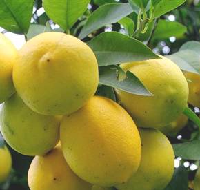 Limon Çeşitleri 3 Limon Çeşitleri