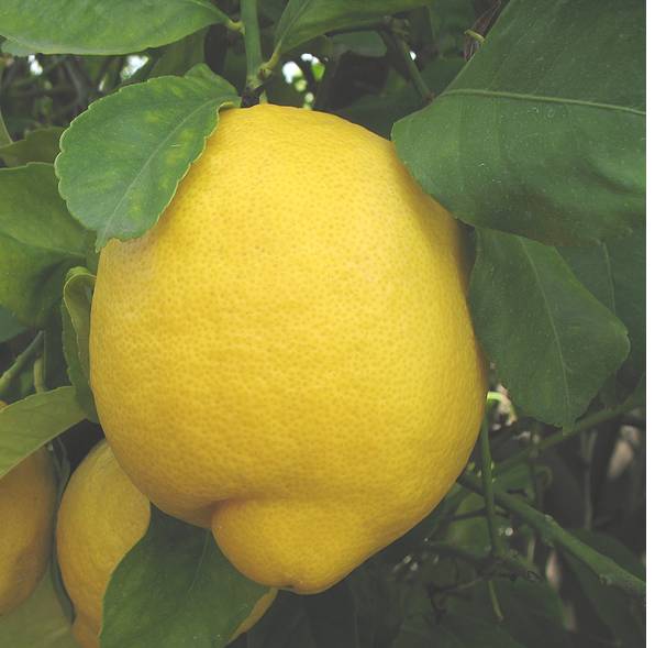 Limon Çeşitleri 7 Limon Çeşitleri