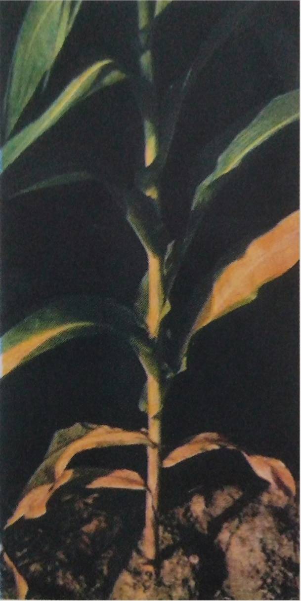 Mısırda Azot Noksanlığı