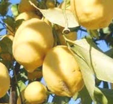 Limon Çeşitleri 6 Limon Çeşitleri