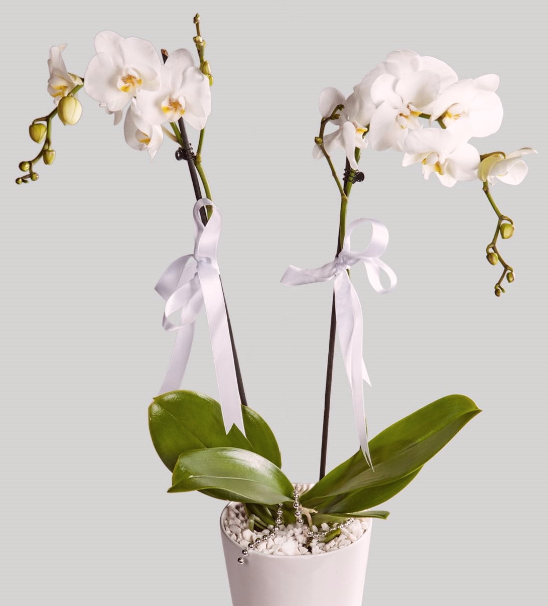 En Güzel Salon Bitkileri 3 En güzel salon bitkileri