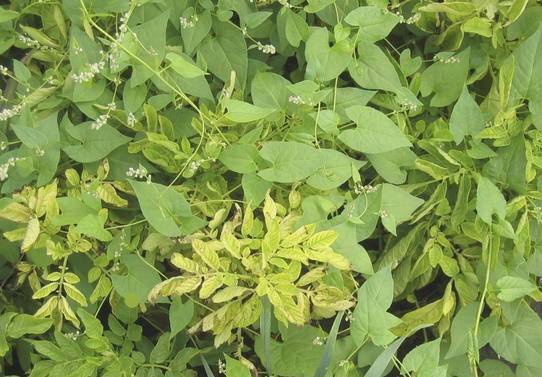 Azotun Bitkideki Görevi,