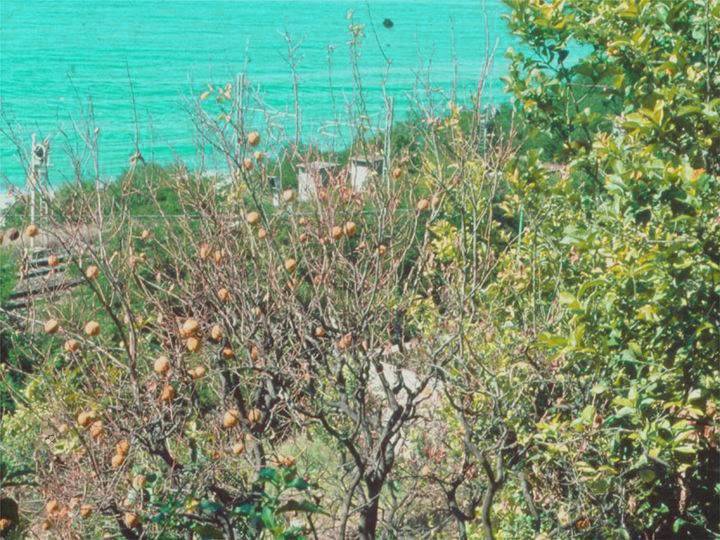 Uçkurutan Hastalığı