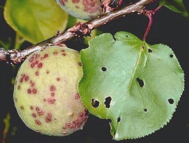 Kayısıda Yaprak Delen Hastalığı 