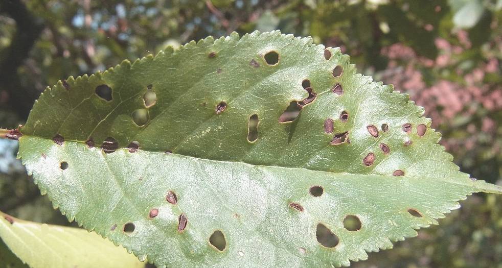 Kayısıda Yaprak Delen Hastalığı 