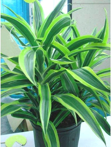 Altın Sarısı Şeritli Ejder Kanı