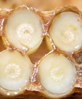 Arıcılık Ürünleri Nelerdir? Arıcılık Ürünleri Faydaları Nelerdir? 4 bal mumu