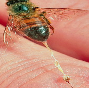 Arıcılık Ürünleri Nelerdir? Arıcılık Ürünleri Faydaları Nelerdir? 8 Arı Zehiri