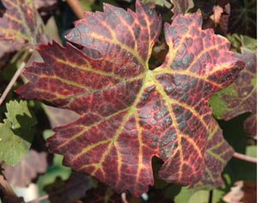 Asma yaprak kıvırcıklık virüsü