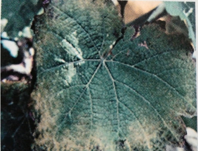 BAĞDA FOSFOR NOKSANLIĞI