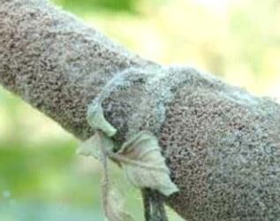 Bağda Kurşuni Küf