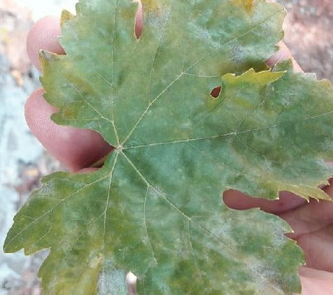 Bağda Kurşuni Küf