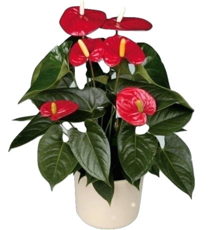 Büyük Flamingo Çiçeği