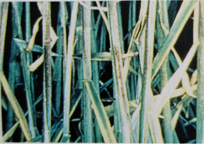 BUĞDAYDA FOSFOR NOKSANLIĞI