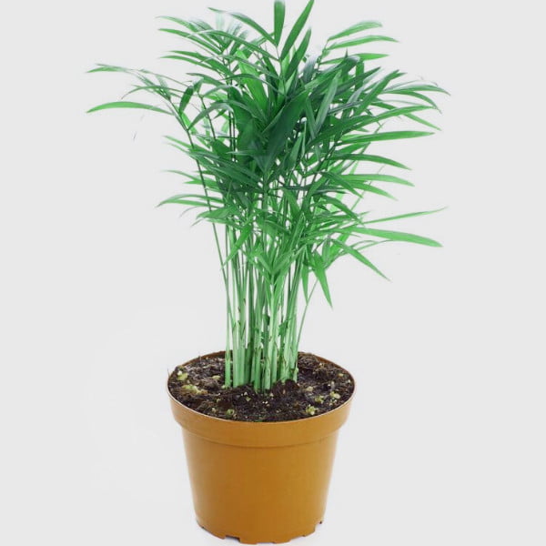 Şamadora dağ palmiyesi