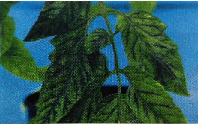 DOMATESTE FOSFOR NOKSANLIĞI