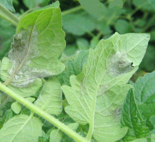 Domates Mildiyösü Hastalığı Mücadelesi 2 Domates mildiyösü