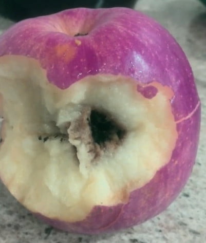 Elma iç kurdu 
