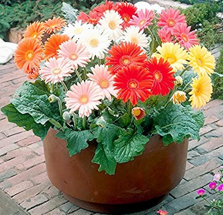 Gerbera