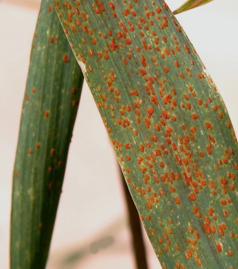 Buğday pas hastalığı