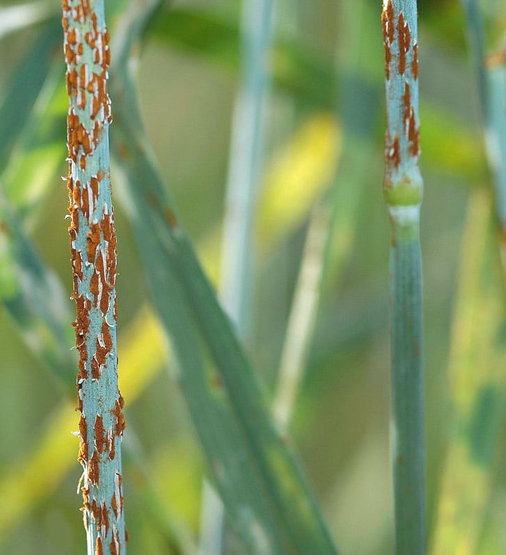 Buğday pas hastalığı  