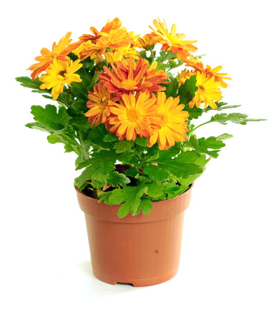 Havayı temizleyen bitkiler 