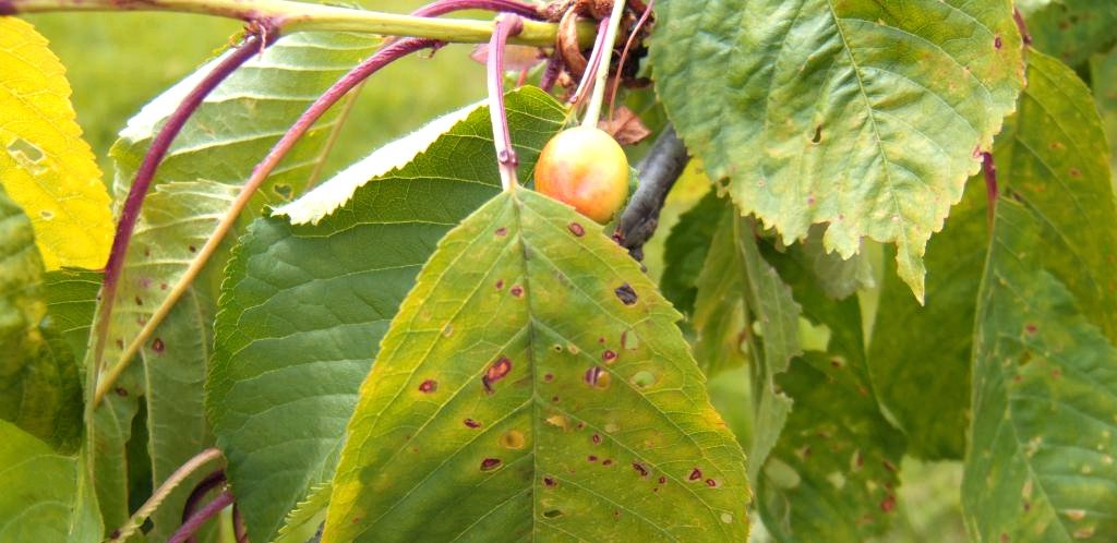 Kiraz halkalı leke virüs hastalığı