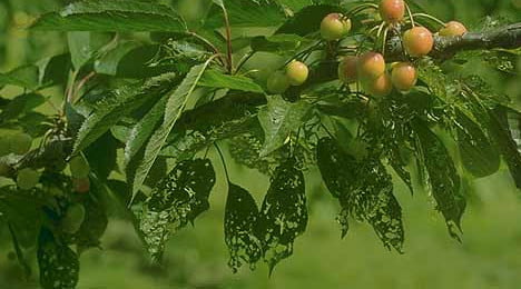 Kiraz halkalı leke virüs hastalığı