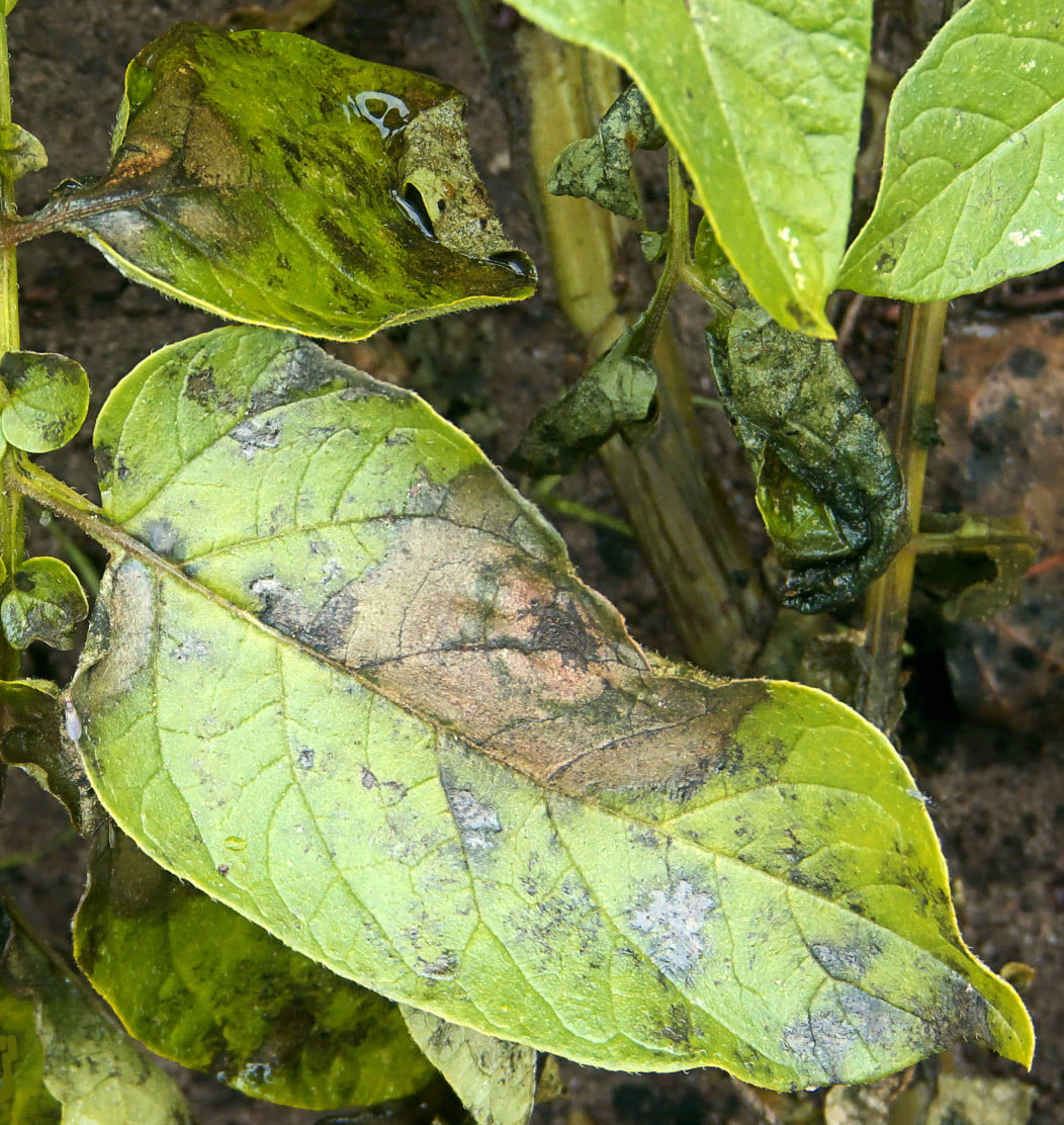 Patates  mildiyösü