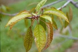 Prefinger Virüs Hastalığı