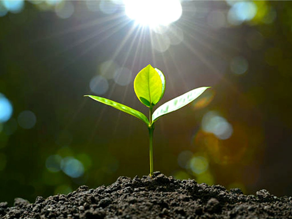 Bitki Besin Elementleri ve Görevleri 3 bitki besin elementleri