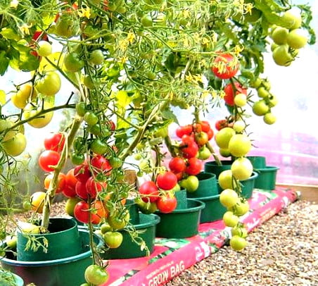 Domates Zararlıları İle Doğal Mücadele